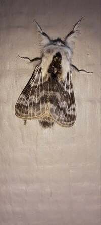 Tolype notialis