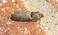 Salebriaria annulosella