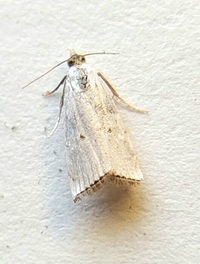 Argyria gonogramma