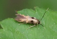 Stilbosis tesquella