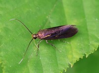 Mathildana flipria