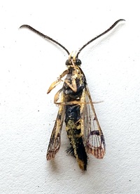 Synanthedon kathyae