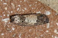 Epiblema scudderiana