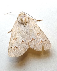 Acronicta betulae