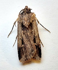 Feltia subterranea
