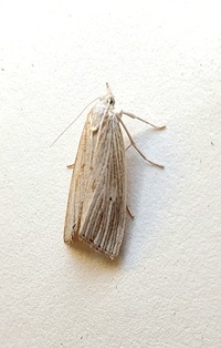 Diatraea lisetta