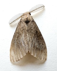 Orgyia unidentified species