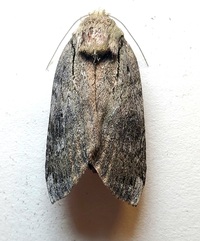 Oedemasia leptinoides
