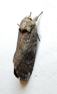 Oedemasia leptinoides