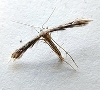 Pselnophorus belfragei