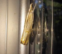 Parapediasia unidentified species