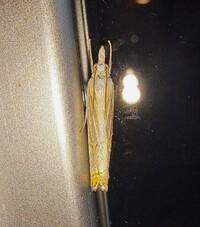 Parapediasia unidentified species