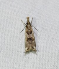 Prionapteryx achatina
