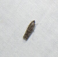 Phycitinae unidentified species