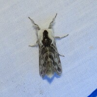 Tolype notialis