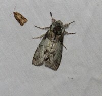 Macrurocampa marthesia