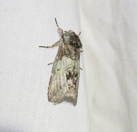 Macrurocampa marthesia