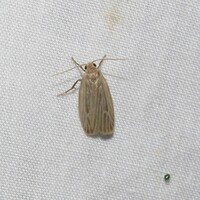 Crambidia pallida