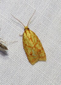 Sparganothis sulfureana
