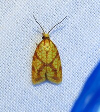 Sparganothis sulfureana