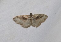 Costaconvexa centrostrigaria