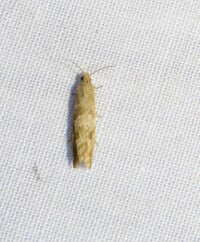 Tortricidia unidentified species