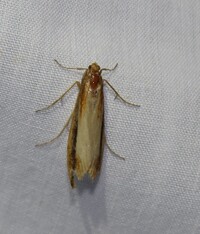 Donacaula unidentified species