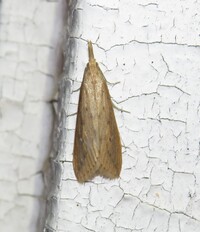 Donacaula unidentified species