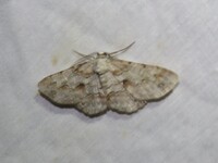 Iridopsis unidentified species