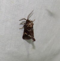 Acherdoa ferraria