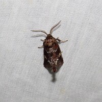 Acherdoa ferraria