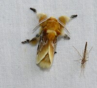 Megalopyge opercularis