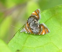 Prochoreutis inflatella