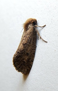 Acrolophus propinqua
