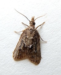 Platynota idaeusalis