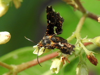 Thyris maculata