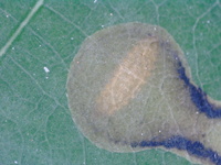 Cameraria tubiferella