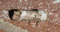 Cossula magnifica