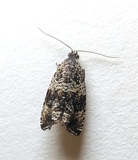 Celypha cespitana of authors