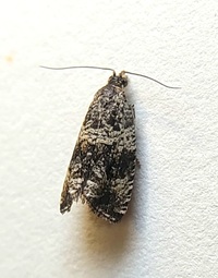 Celypha cespitana of authors