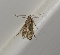 Martyringa xeraula