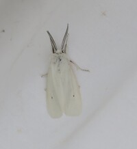 Spilosoma unidentified species