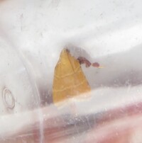 Parachma ochracealis