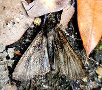 Peridroma saucia