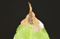 Filatima serotinella