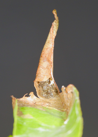 Filatima serotinella