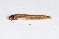 Filatima serotinella