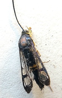 Synanthedon kathyae