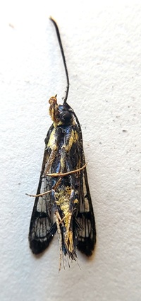 Synanthedon kathyae