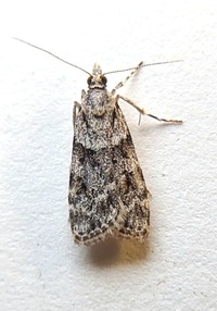 Scoparia biplagialis